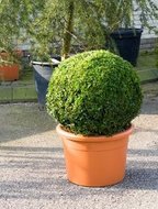 Buxus sempervirens (bol dia. 60cm)tuinplant  homemeetsnature