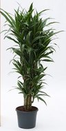 Dracaena deremensis warneckei (kamerplant)  homemeetsnature