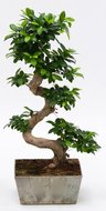 Ficus microcarpa(kamerplant)  homemeetsnature