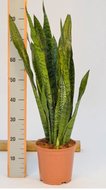 Foto van Sansevieria zeylanica (kamerplant) via homemeetsnature