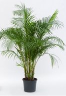 Foto van Areca (chrysalidocarpus.) lutescens (kamerplant) via homemeetsnature