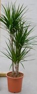 Dracaena marginata met 3 stammen (kamerplant)  homemeetsnature