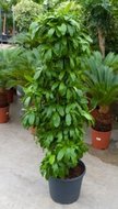 Foto van Dracaena pubescens (kamerplant) via homemeetsnature