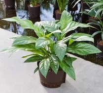 Foto van Anthurium jungle bush (toef) via homemeetsnature