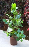 Clusia rosea (2 per pot)  homemeetsnature