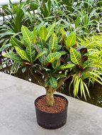 Foto van Croton petra (vertakt bonsai) via homemeetsnature