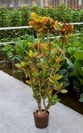 Foto van Croton petra (vertakt) via homemeetsnature