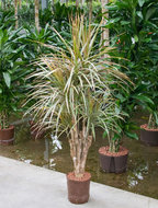 Dracaena bicolor (vertakt) hydrocultuur  homemeetsnature