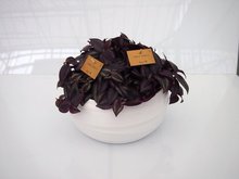 Tradescantia paars (3 planten) in schaal gracka pure white.  homemeetsnature