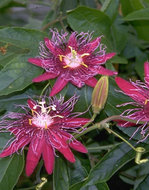 Foto van Passiflora pura vida via homemeetsnature