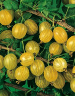 Foto van Ribes uva-crispa via homemeetsnature