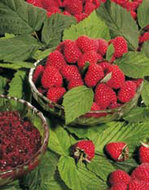 Rubus tayberry  homemeetsnature