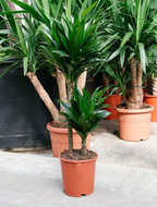 Foto van Dracaena compacta 2 stammen 80 cm. (kamerplant) via homemeetsnature
