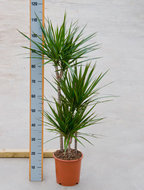 Foto van Dracaena marginata 3 stammen 115 cm. (kamerplant) via homemeetsnature
