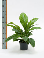 Foto van Anthurium jungle bush 50 cm. (kamerplant) via homemeetsnature