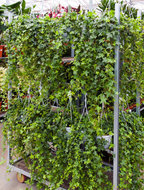 Hedera helix pittsburgh hangplant 80 cm. (kamerplant)  homemeetsnature