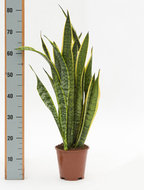 Foto van Sansevieria laurentii 70 cm. (kamerplant) via homemeetsnature