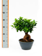 Ficus microcarpa ginseng schotel ãƒâ¸15 40 cm. (kamerplant)  homemeetsnature