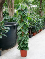 Foto van Philodendron scandens mosstok 120 cm. (kamerplant) via homemeetsnature