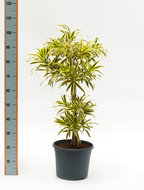 Dracaena pleomele song of india 4-etage 100 cm. (kamerplant)  homemeetsnature