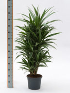 Dracaena deremensis vertakt 90 cm. (kamerplant)  homemeetsnature