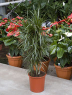 Dracaena marginata vertakt 110 cm. (kamerplant)  homemeetsnature