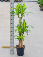 Dracaena massangeana 3 stammen 135 cm. (kamerplant)  homemeetsnature