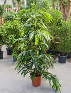Foto van Ficus amstel king 150 cm. (kamerplant) via homemeetsnature