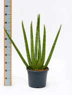Foto van Sansevieria cylindrica 95 cm. (kamerplant) via homemeetsnature