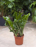Foto van Zamioculcas zamiifolia 80 cm. (kamerplant) via homemeetsnature