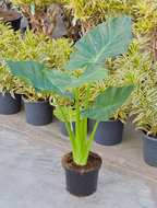 Alocasia calidora 80 cm. (kamerplant)  homemeetsnature