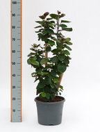 Foto van Aralia (polyscias) fabian vertakt 120 cm. (kamerplant) via homemeetsnature