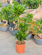 Dracaena compacta 3 stammen 110 cm. (kamerplant)  homemeetsnature