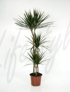 Foto van Dracaena marginata 3 stammen 150 cm. (kamerplant) via homemeetsnature