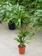 Dracaena riki 3 stammen 120 cm. (kamerplant)  homemeetsnature