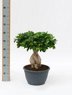 Ficus microcarpa ginseng schotel 50 cm. (kamerplant)  homemeetsnature