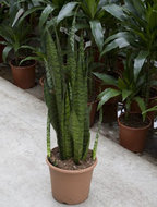 Foto van Sansevieria zeylanica 80 cm. (kamerplant) via homemeetsnature