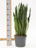 Sansevieria zeylanica 70 cm. (kamerplant)  homemeetsnature