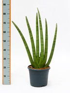 Foto van Sansevieria cylindrica 85 cm. (kamerplant) via homemeetsnature