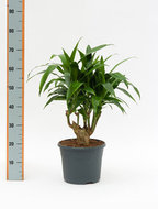 Foto van Dracaena janet craig vertakt 60 cm. (kamerplant) via homemeetsnature