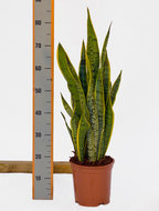 Foto van Sansevieria laurentii 80 cm. (kamerplant) via homemeetsnature