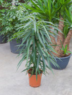 Foto van Ficus alii 90 cm. (kamerplant) via homemeetsnature
