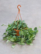 Foto van Scindapsus pictus hangplant 45 cm. (kamerplant) via homemeetsnature