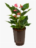 Foto van Anthurium pink champion roze 45 cm via burobloemen