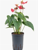 Foto van Anthurium sierra rood 45 cm via burobloemen