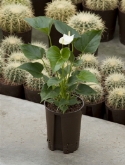 Anthurium white champion wit 40 cm  burobloemen