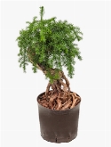 Foto van Araucaria cunninghamii bonsai 60 cm via burobloemen