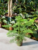 Araucaria heterophylla 1pp 45 cm  burobloemen