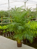 Areca (chrysalidoc.) lutescens toef (160-180) 160 cm  burobloemen