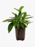 Aucuba japonica variegata 45 cm  burobloemen